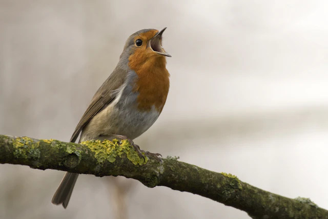 European Robin