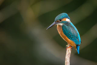 Common Kingfisher